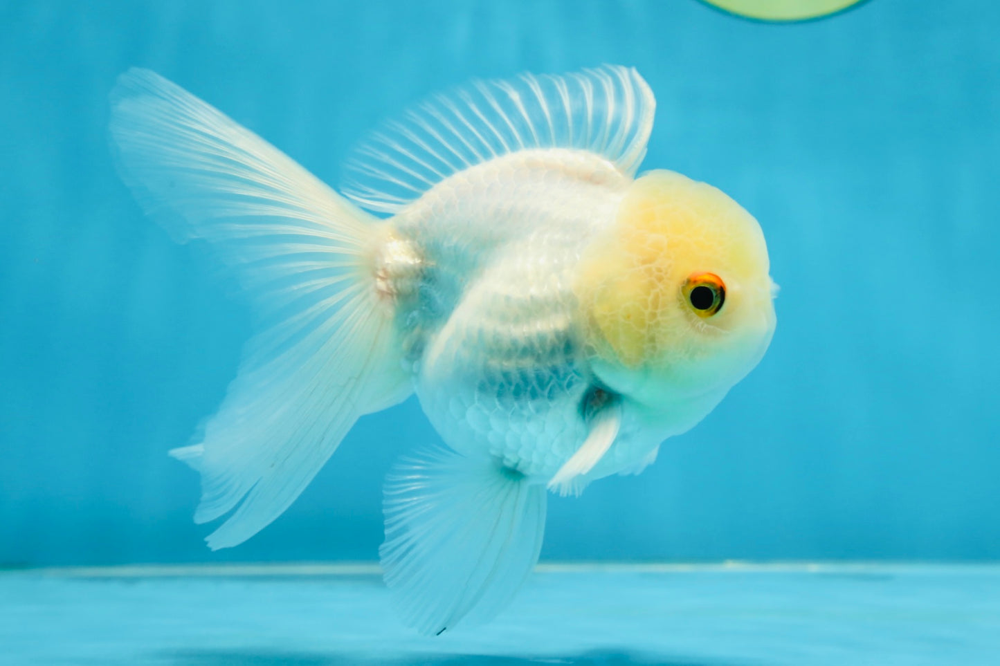 White Beauty Oranda Male 4.5-5 inches #071125OR_14