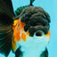 Tricolor Oranda Female 5-5.5 inches #032026OR_08