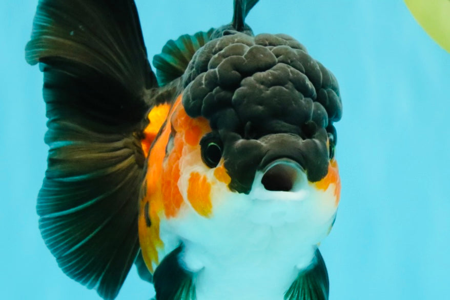 Tricolor Oranda Female 5-5.5 inches #032026OR_08