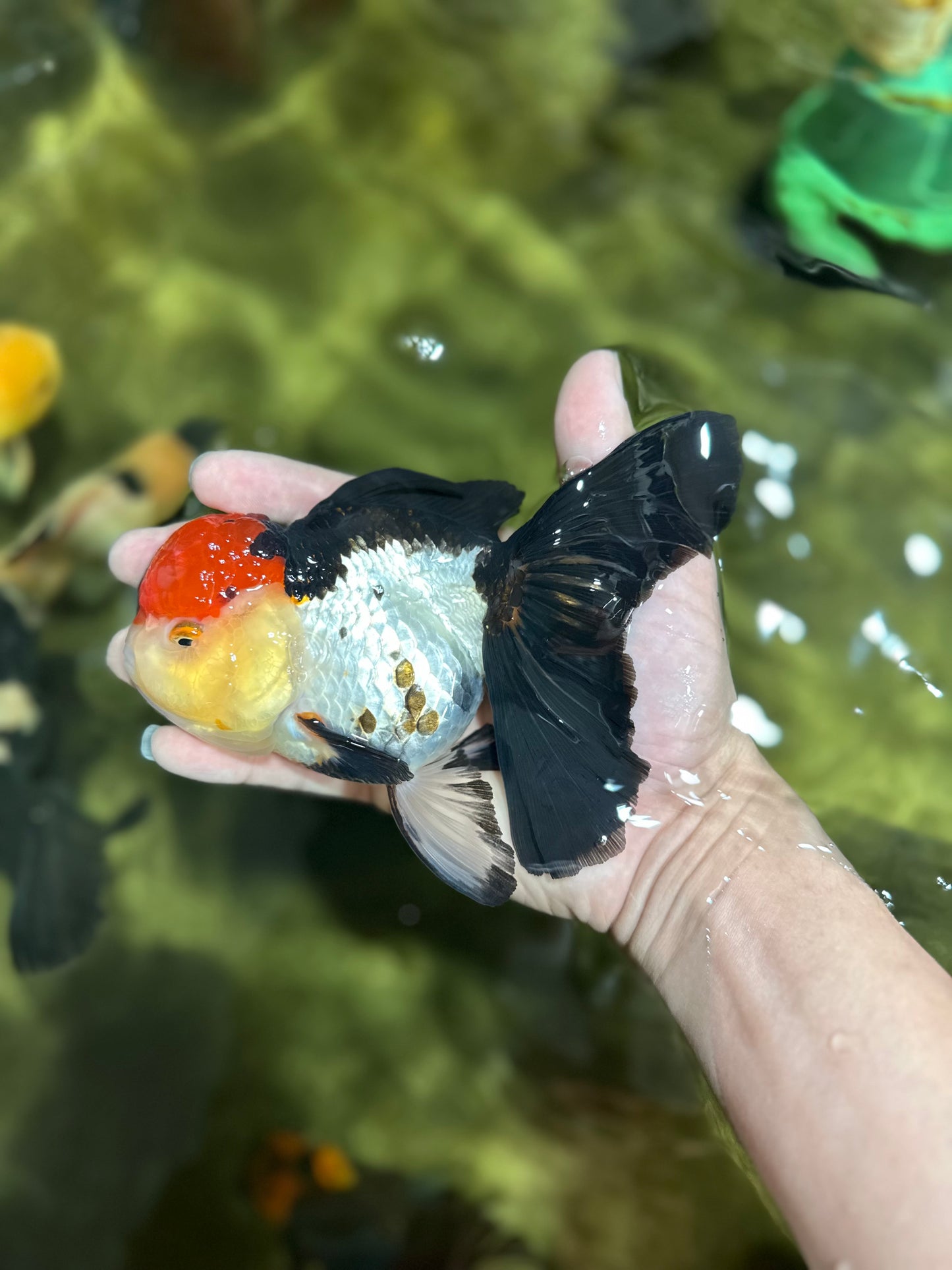 MIKE TYSON A Grade Tricolor Oranda Female 5.5-6 inches #041825OR_12