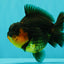 SUPER CUTE AAA Grade Apache Yuanbao Male 4.5-5 inches #101626YB_32