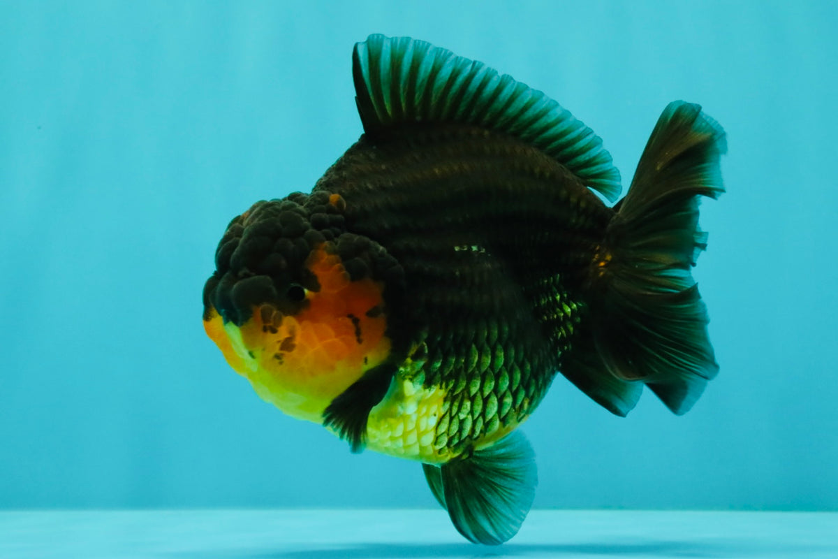 SUPER CUTE AAA Grade Apache Yuanbao Male 4.5-5 inches #101626YB_32