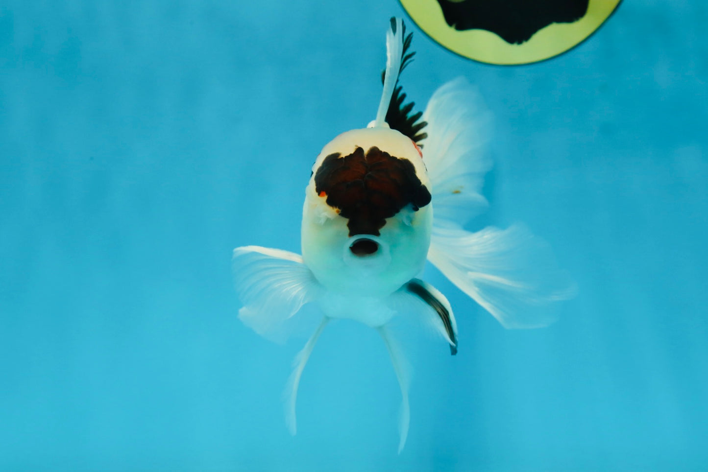 Tricolor Oranda Male 5 inches #052325OR_07