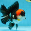 AAA Grade Tricolor Oranda Male 5.5 inches #052325_11