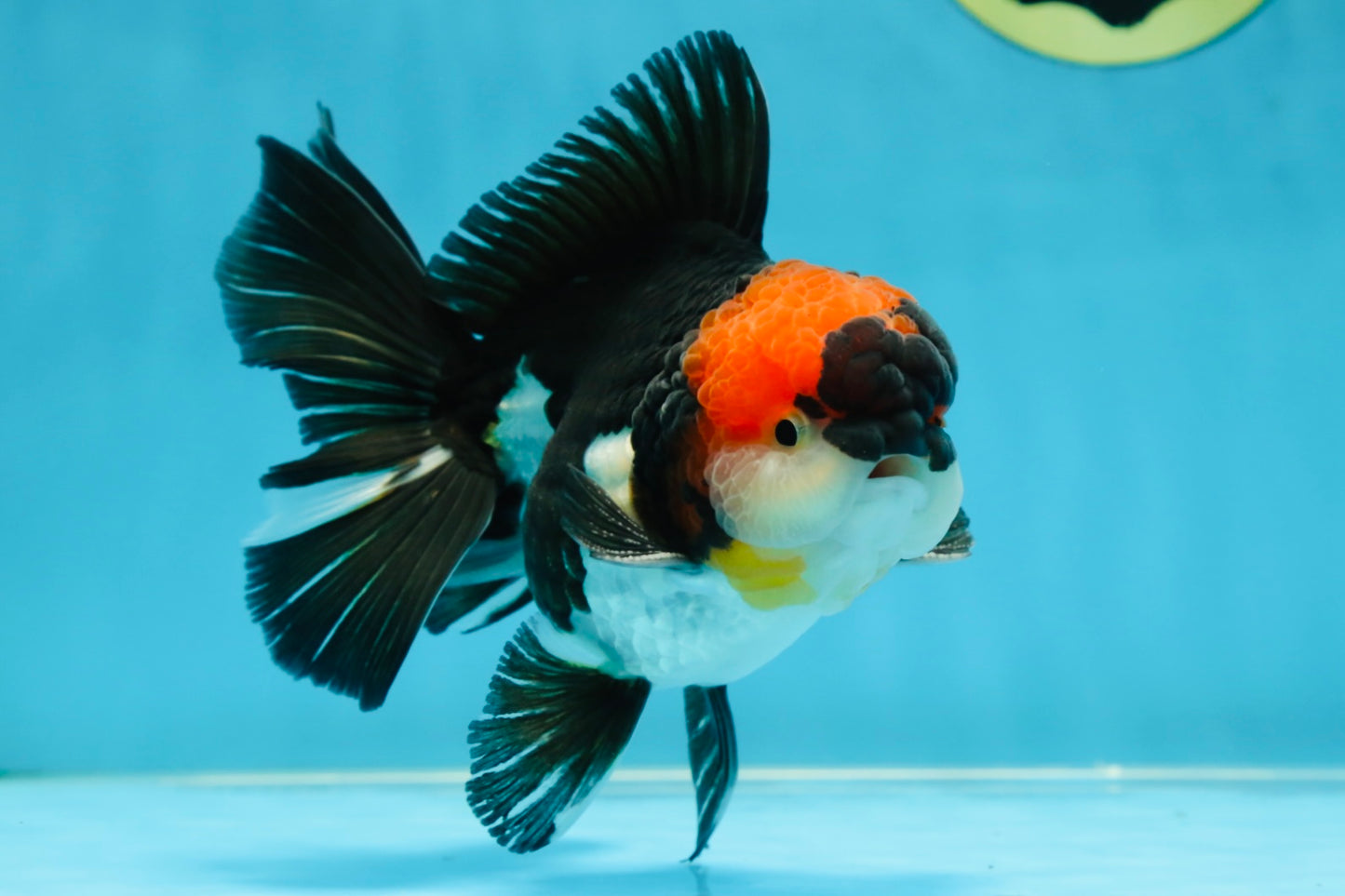 AAA Grade Tricolor Oranda Male 5.5 inches #052325_11