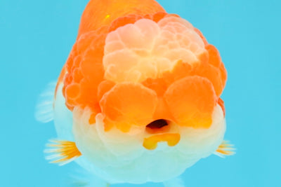 UNIQUE A Grade Jade Head Red White LionQueen 4 inches #030626LC_05