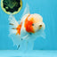 LOVELY A Grade Sakura Oranda Female 5.5 inches #102425OR_23