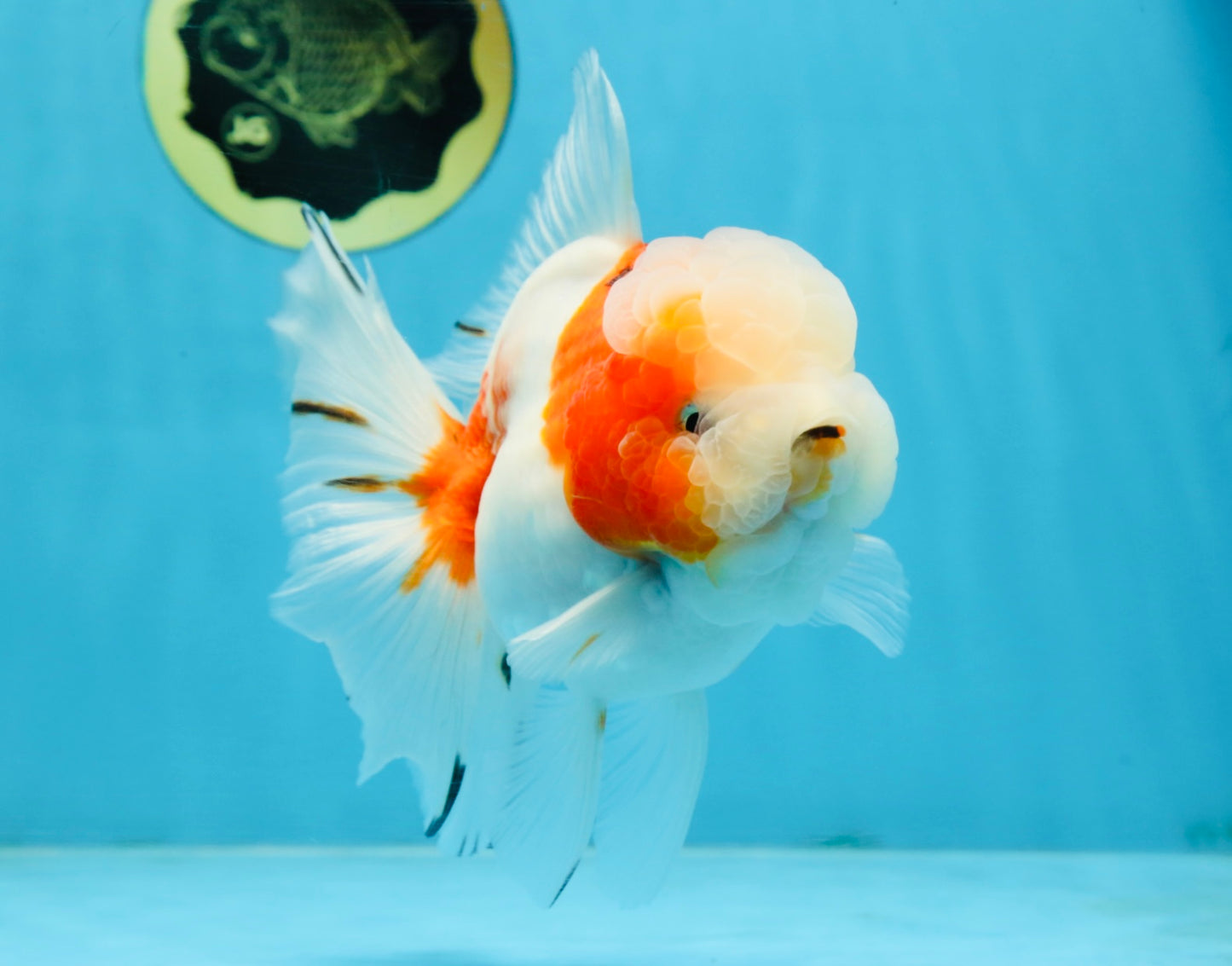 LOVELY A Grade Sakura Oranda Female 5.5 inches #102425OR_23