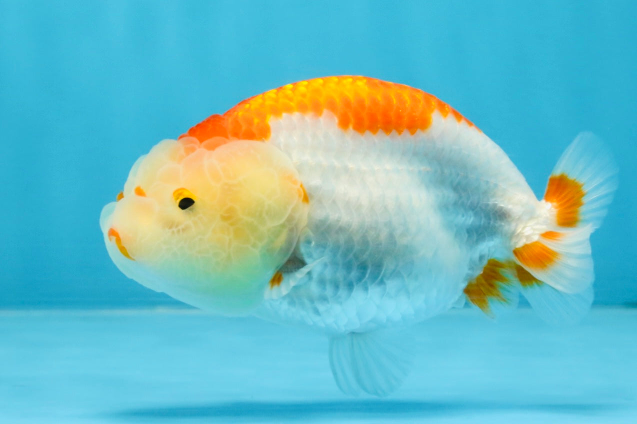 AAA Grade Red White LionQueen 4 inches #103125LC_24