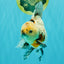 A Grade Marble Oranda Male 6.5-7 inches #072426OR_09