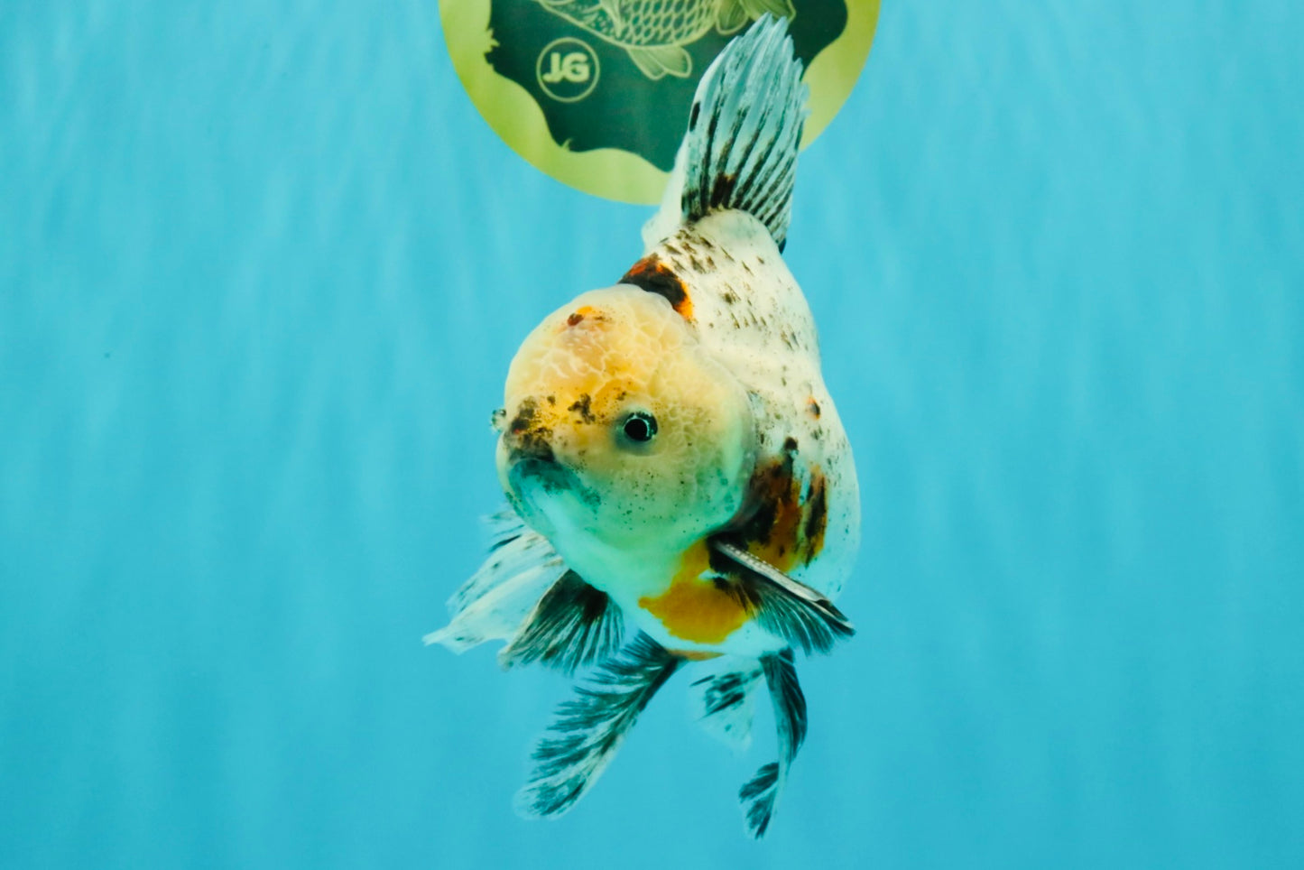 A Grade Marble Oranda Male 6.5-7 inches #072426OR_09