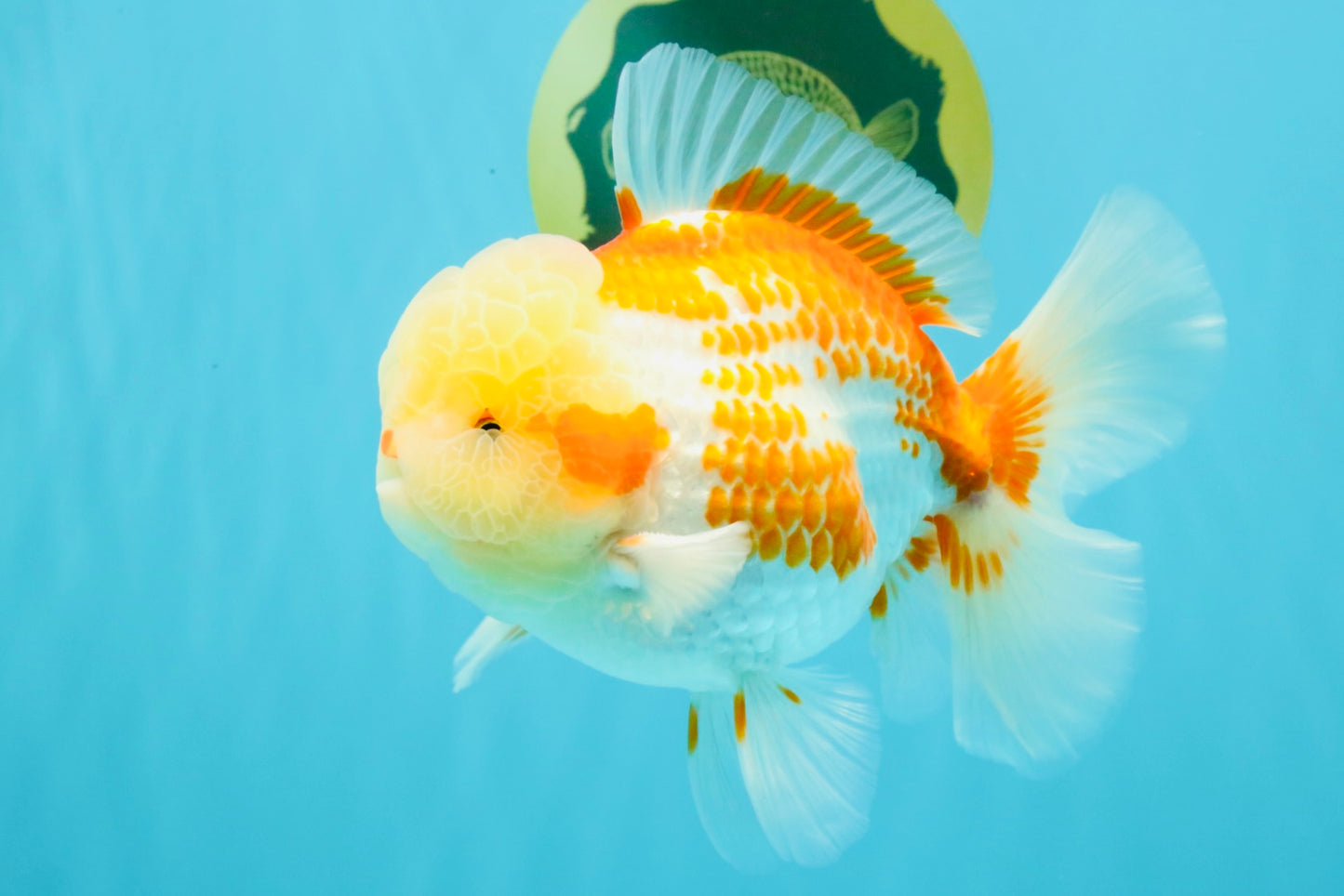 AAA Grade Polkadot Red White Oranda Male 6-6.5 inches #030626OR_19