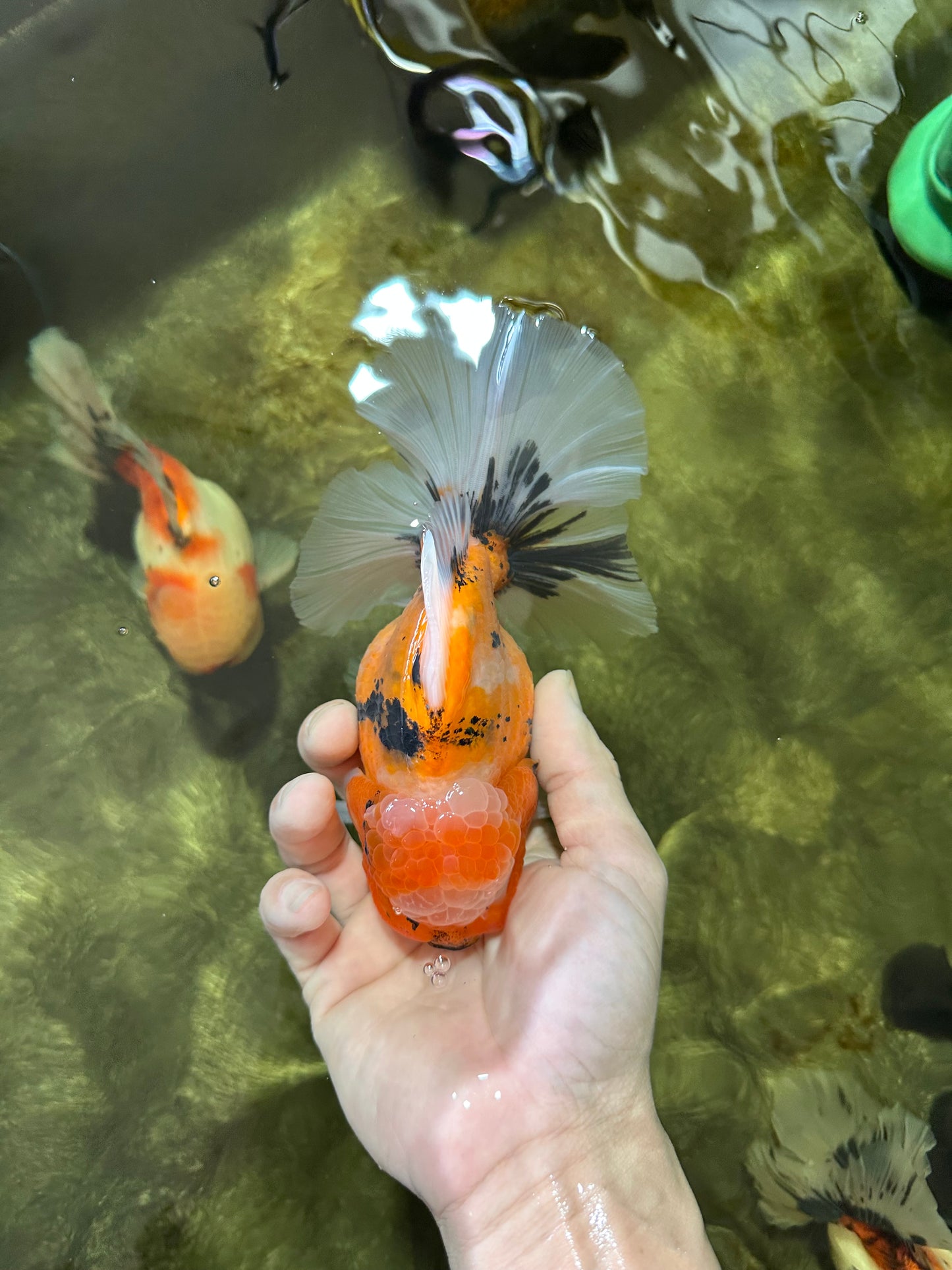 AAA Grade TOP Tiger Oranda Female 6-6.5 inches #051625OR_16
