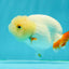 👶 Baby Lemonhead Orange Tail Lionchu Female 3.5 inches #0216LC_19