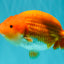 A Grade Red White LionKing 4.5-5 inches #072426LC_33