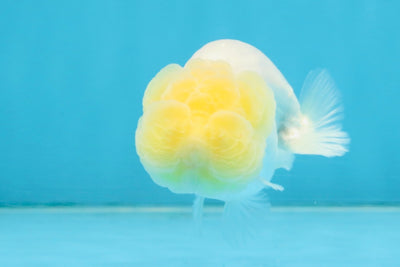 CLOUDY A Grade White LionQueen 3.5 inches #112825LC_03