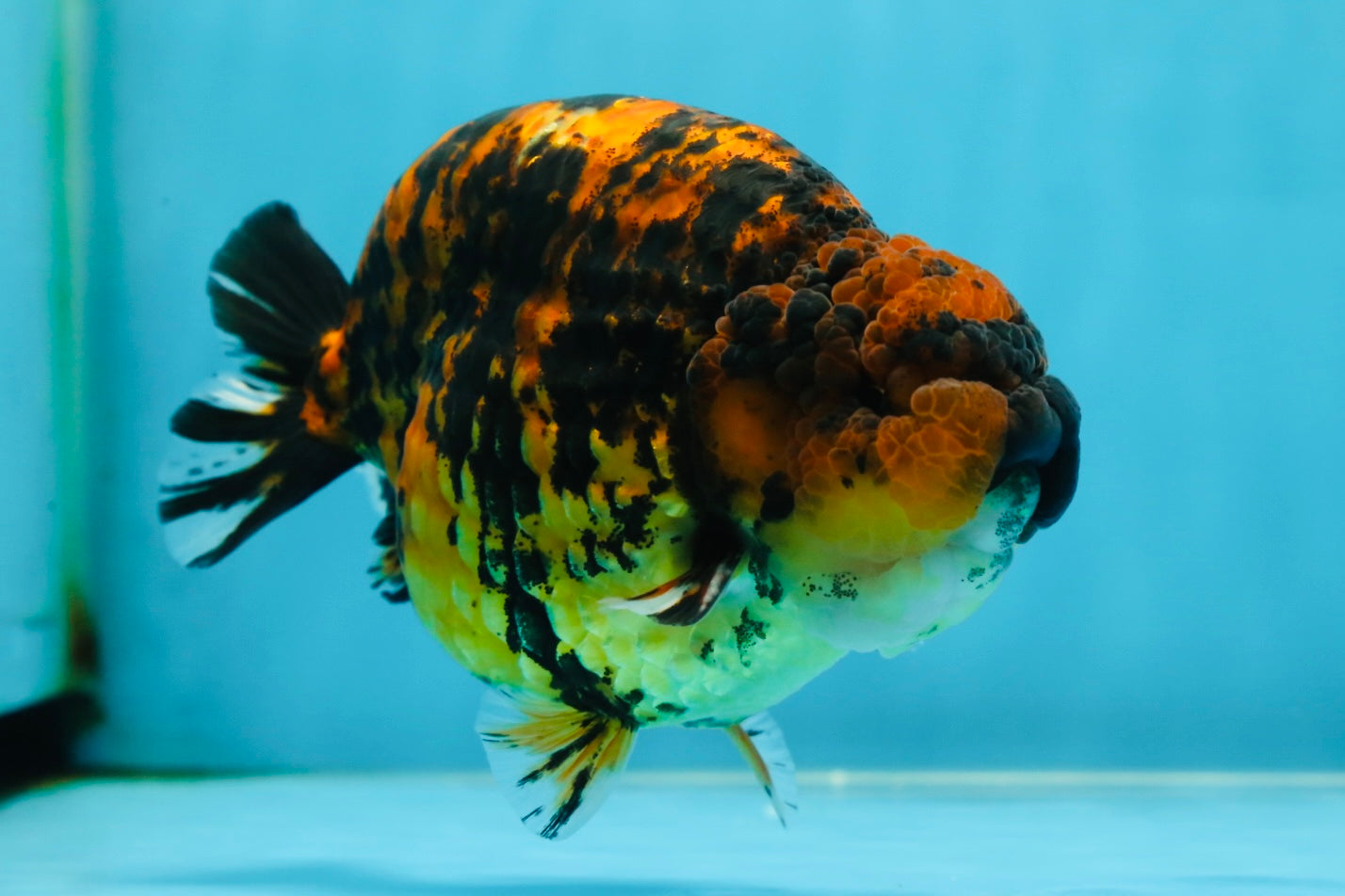 AAA Grade Tiger LionKing 5 inches #052325LC_18