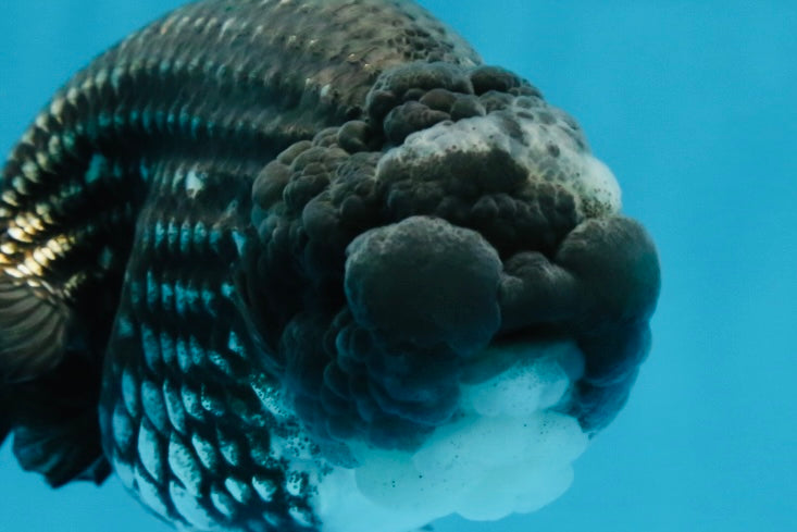 AAA Grade CHONKY Blue LionQueen 4.5 inches #100325LC_10