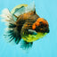 CHUNKY AAA Grade Broadtail Kirin Tiger Oranda Male 7-7.5 inches #080726OR_02