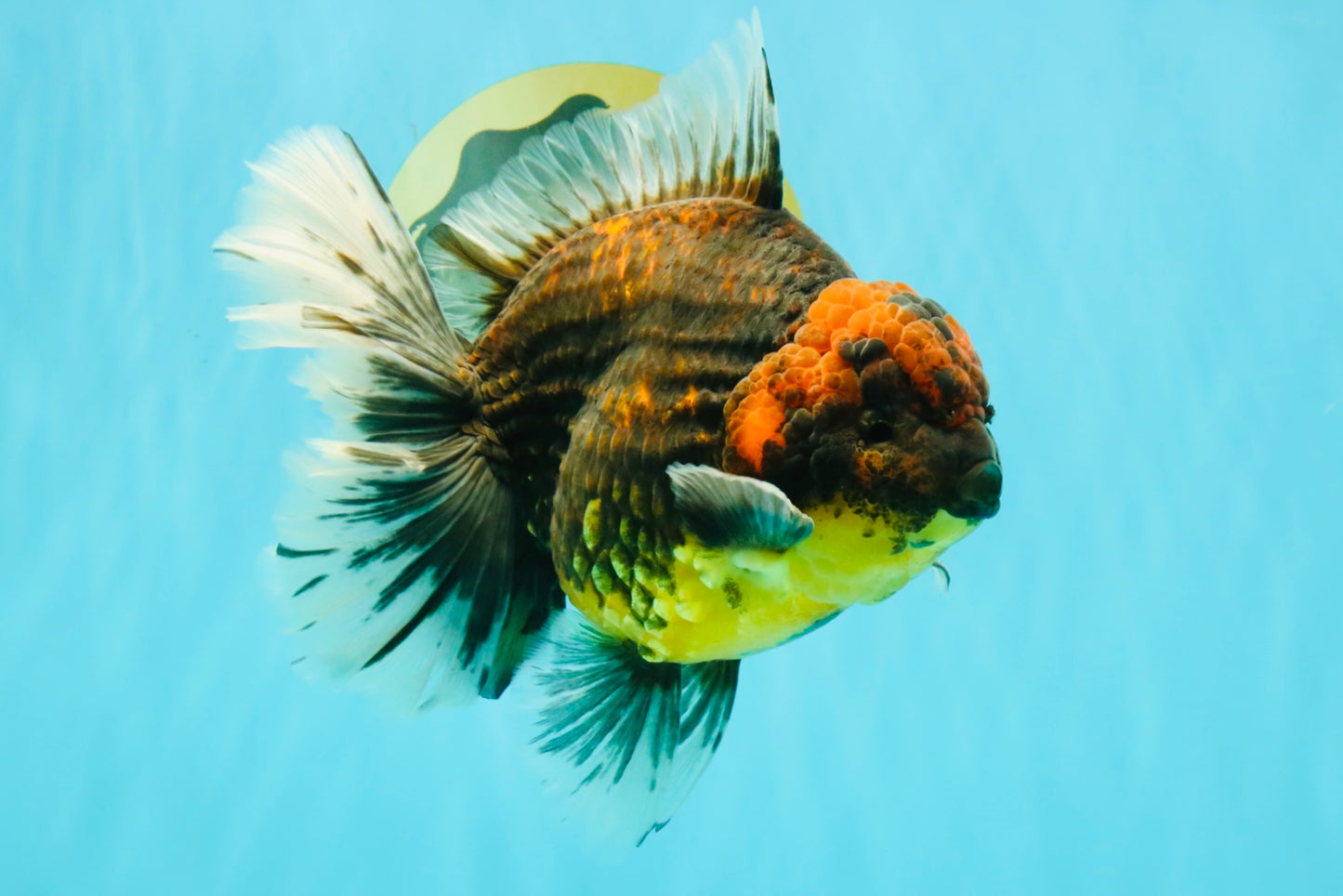 CHUNKY AAA Grade Broadtail Kirin Tiger Oranda Male 7-7.5 inches #080726OR_02