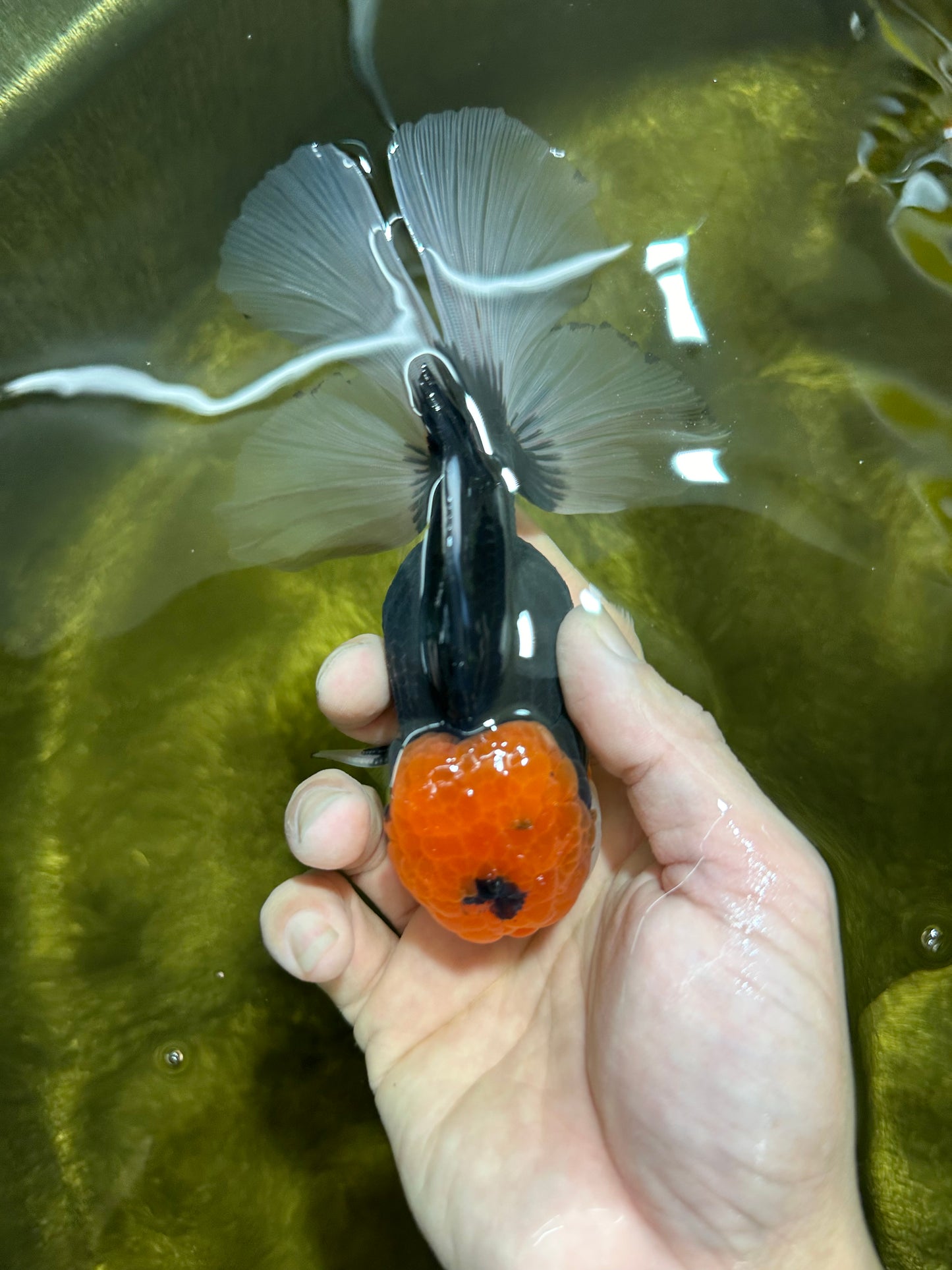 A Grade Red Head Tricolor Oranda Male 5.5 inches #112224OR_10