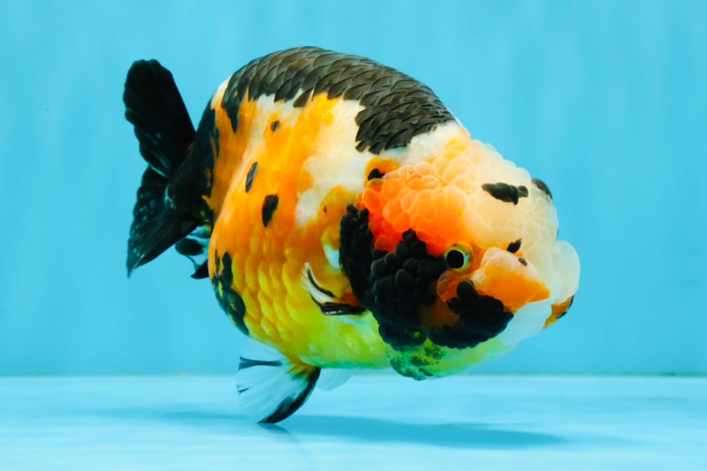 Chinese Tricolor Ranchu Male 5.5 inches #041026RC_20