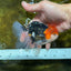A Grade CHAPLIN Tricolor Oranda Male 5-5.5 inches #082925OR_07