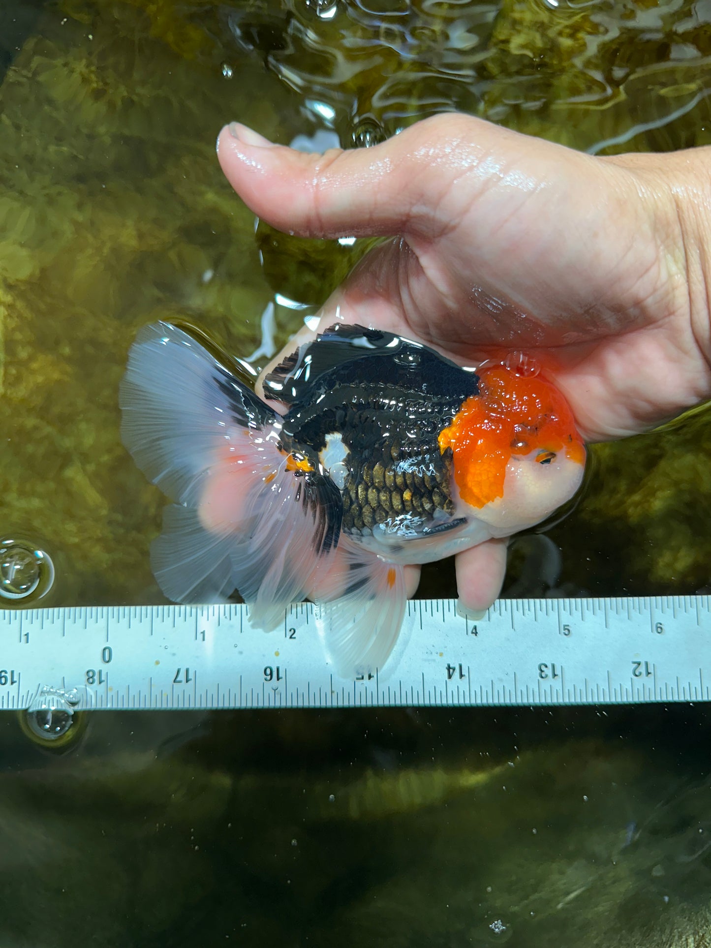 A Grade CHAPLIN Tricolor Oranda Male 5-5.5 inches #082925OR_07