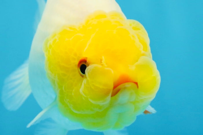 A Grade Lemonhead LionQueen 4 inches #070425LC_13