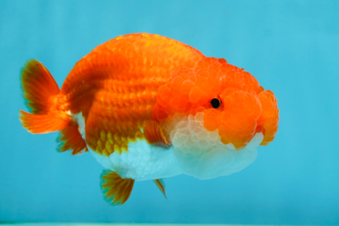 A Grade Red White LionQueen 4.5-5 inches #052325LC_22