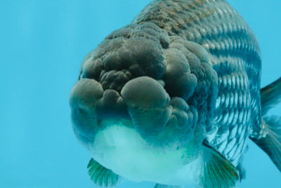 Blue LionChu Male 5 inches #103125LC_15