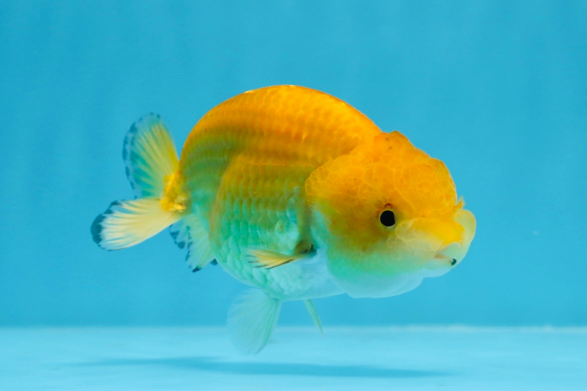 Baby Rancho Fish Baby Cheese Ranchu Female 3.5-4 inches #0726RC_32 – Jimmy Goldfish