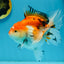 A Grade Tricolor Oranda Female 5.5 inches #112924OR_13