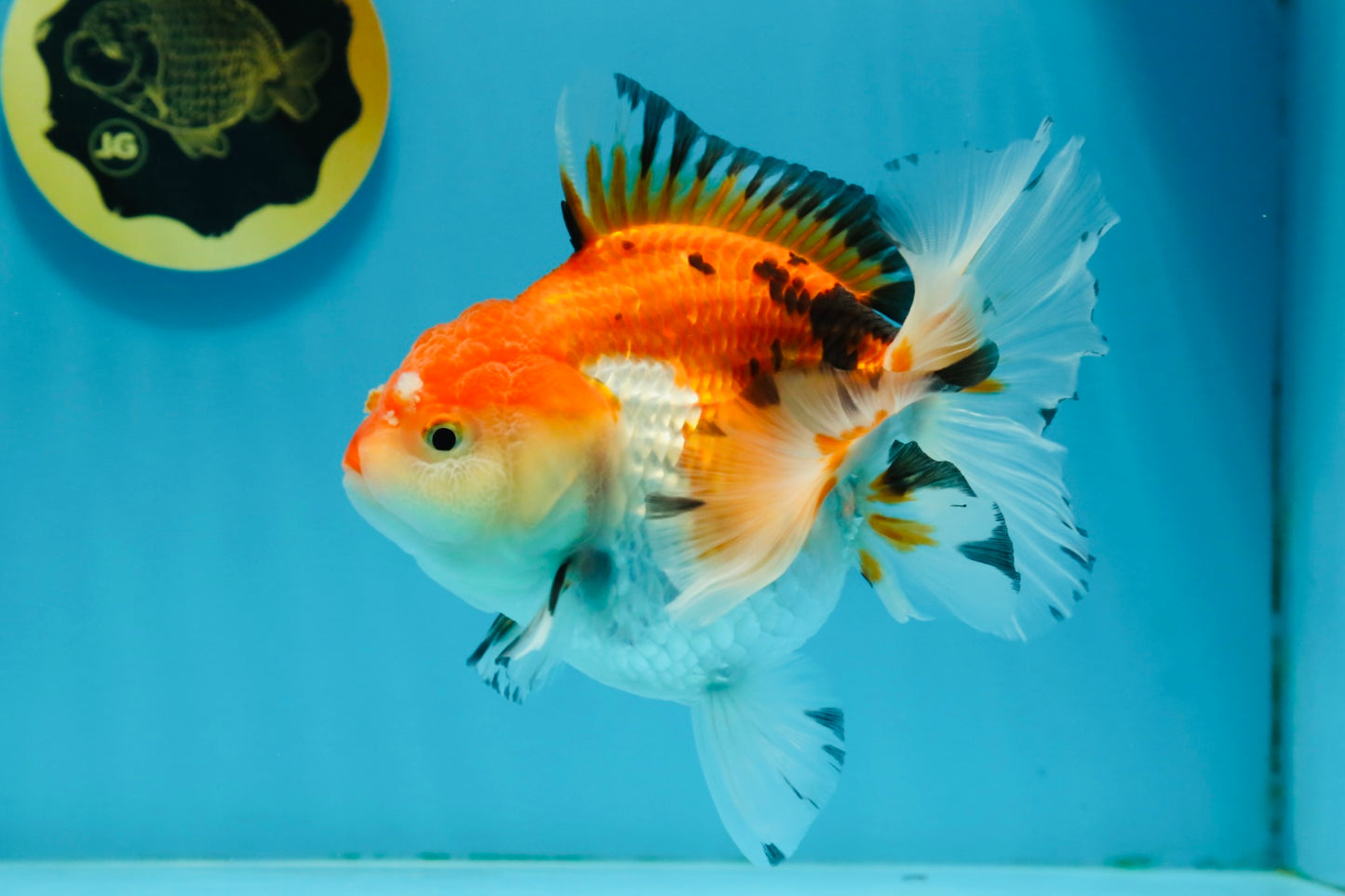 A Grade Tricolor Oranda Female 5.5 inches #112924OR_13