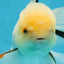 A Grade White Oranda Male 5.5 inches #052325OR_02