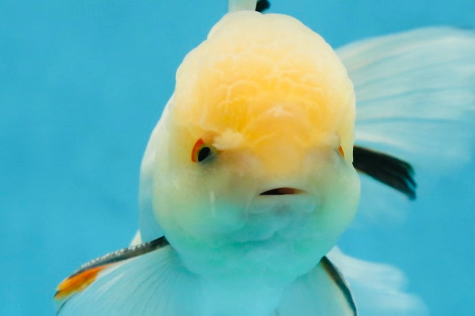 A Grade White Oranda Male 5.5 inches #052325OR_02