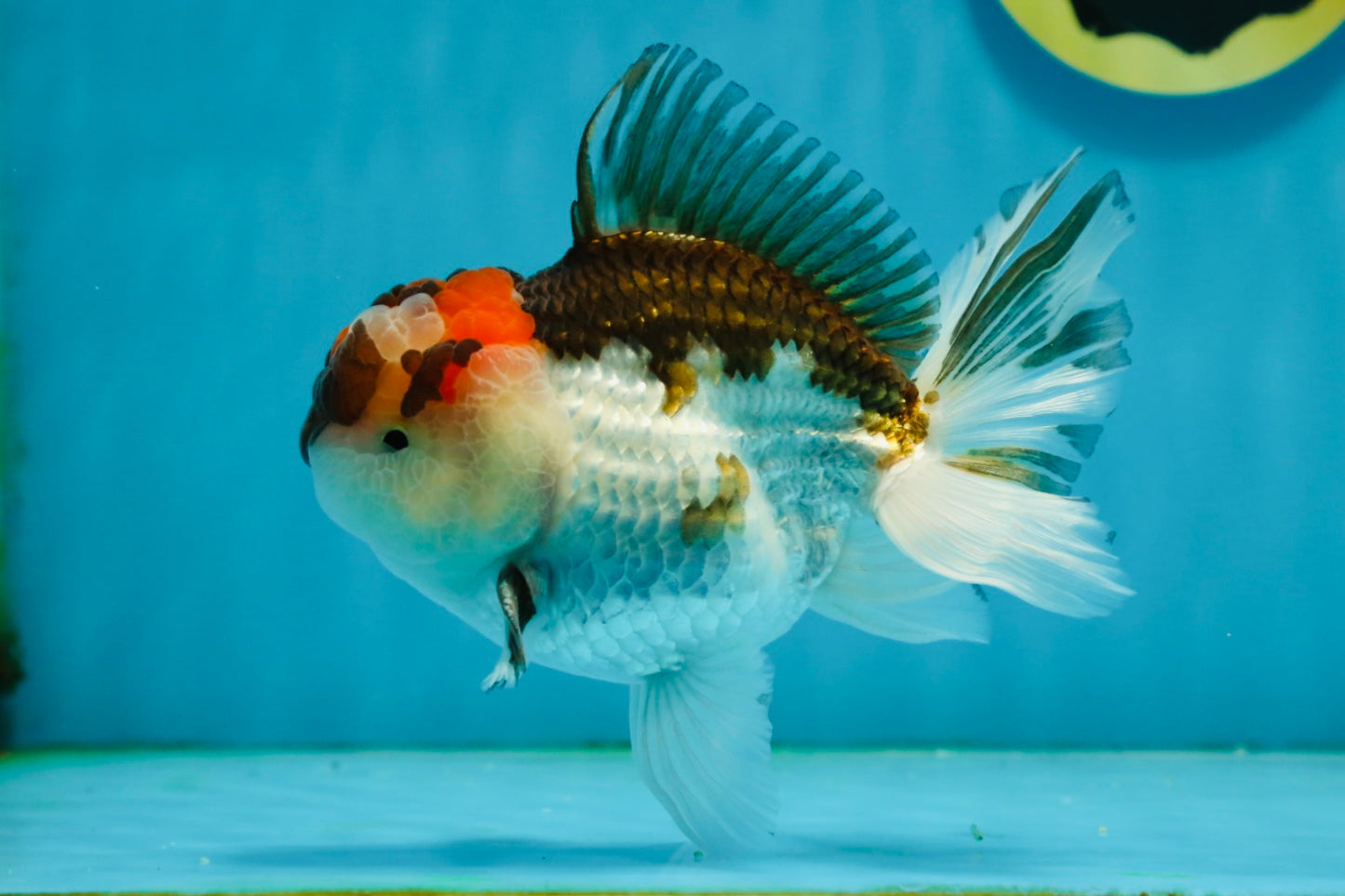 Tricolor Oranda Male 4.5-5 inches #121324OR_21