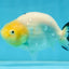 A Grade Milk Cow Ranchu Female 4.5 inches #101025RC_14