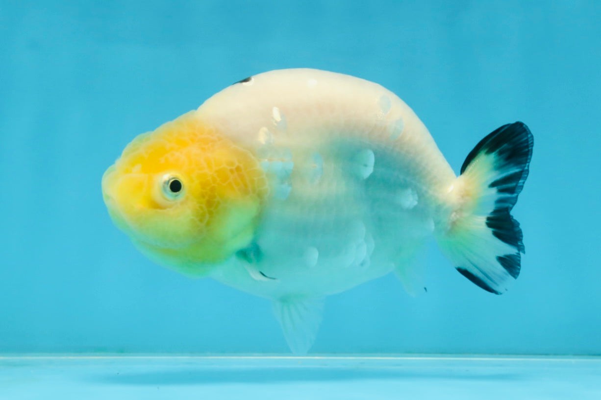 A Grade Milk Cow Ranchu Female 4.5 inches #101025RC_14