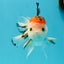 A Grade Tricolor Oranda Male 5 inches #041726OR_14