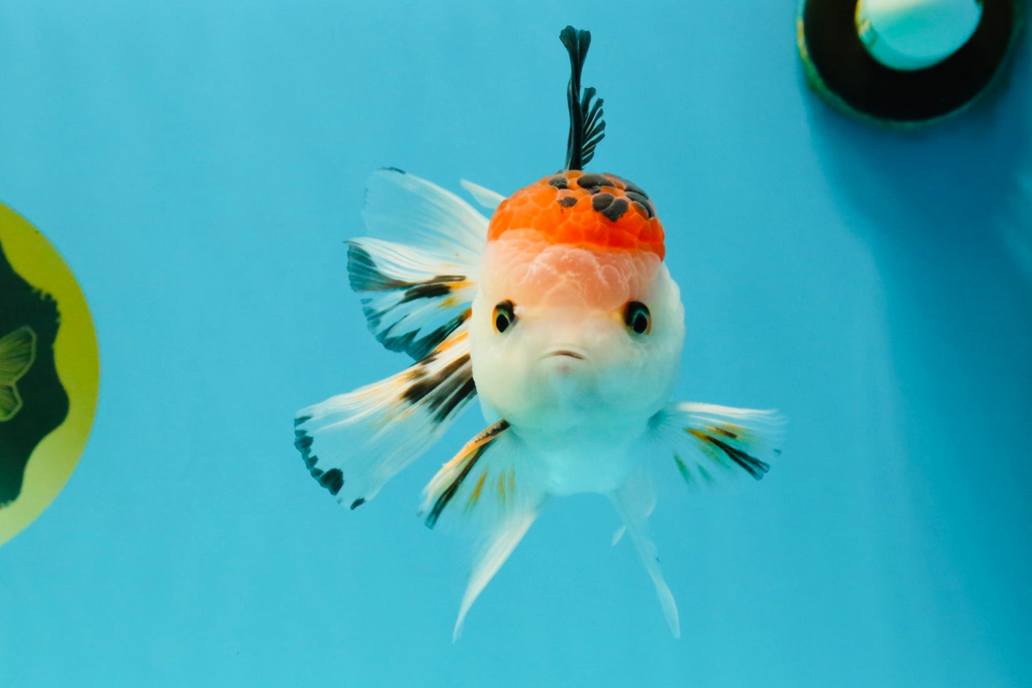 A Grade Tricolor Oranda Male 5 inches #041726OR_14