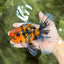 FLUFFY A Grade Tiger Oranda Male 6 inches #081426OR_05