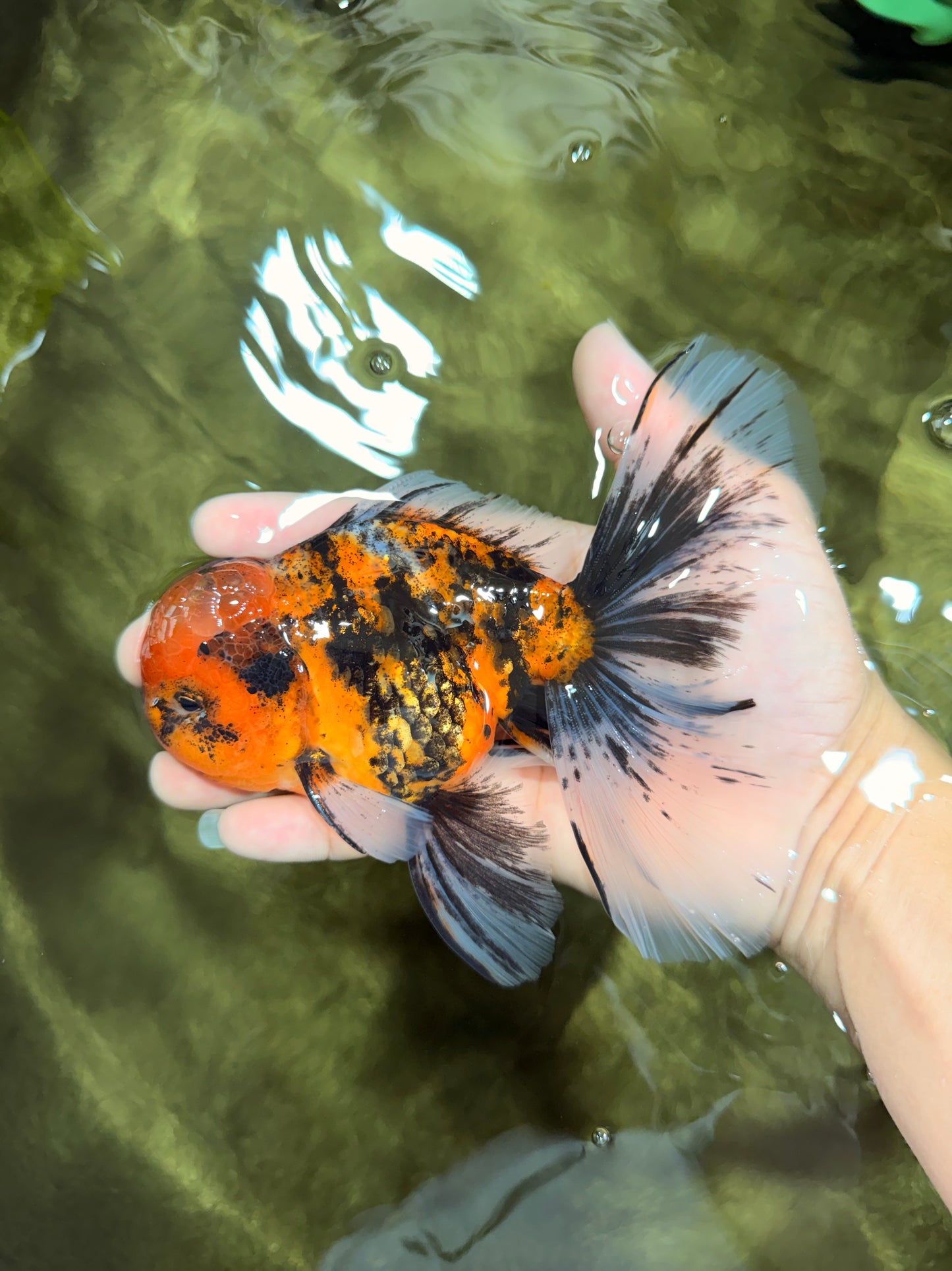 FLUFFY A Grade Tiger Oranda Male 6 inches #081426OR_05