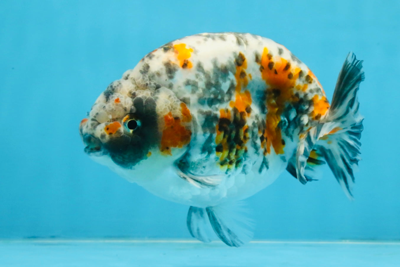 A Grade Tricolor Ranchu Male 5.5 inches #110725RC_14