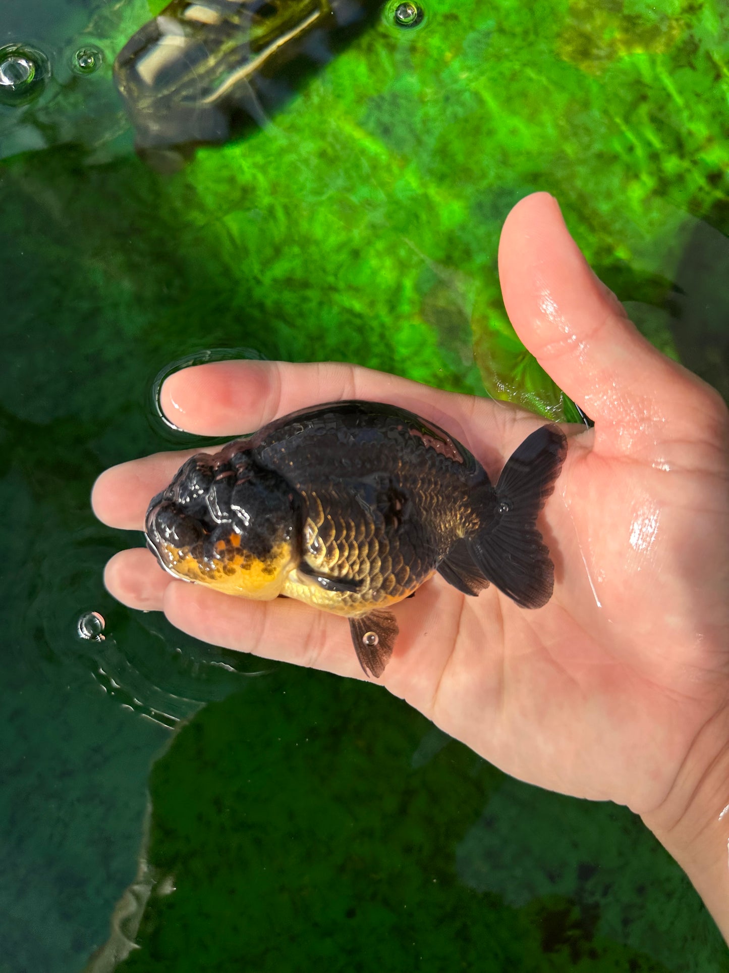 AAA Grade Black Gold Special Buffalo Ranchu 3.5-4 inches #0706RC_30