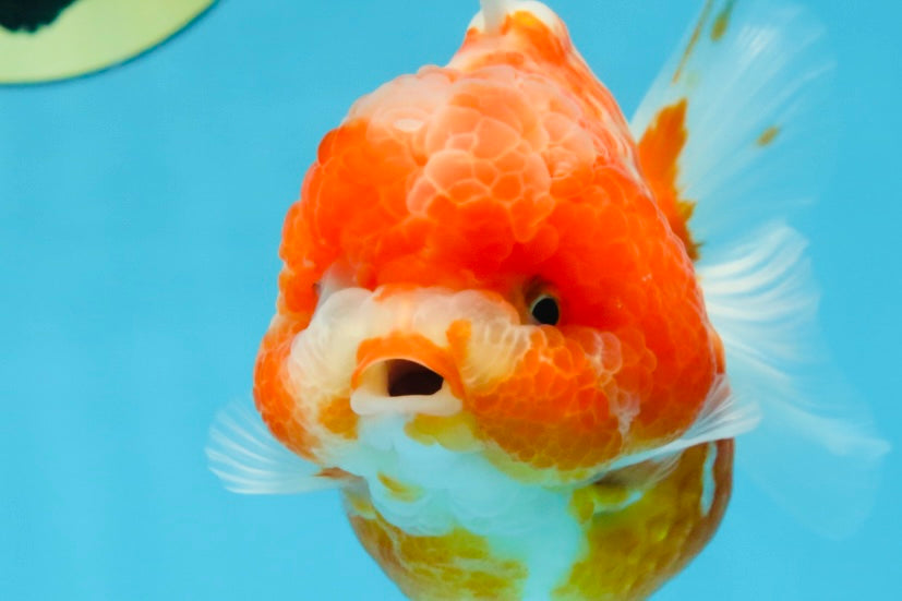 AAA Grade Cherry Sakura Yuanbao Female 4-4.5 inches #101025YB_24