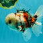 A Grade Marble Oranda Male 5.5 inches #050126OR_13