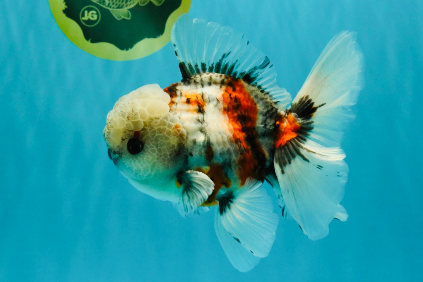 A Grade Marble Oranda Male 5.5 inches #050126OR_13