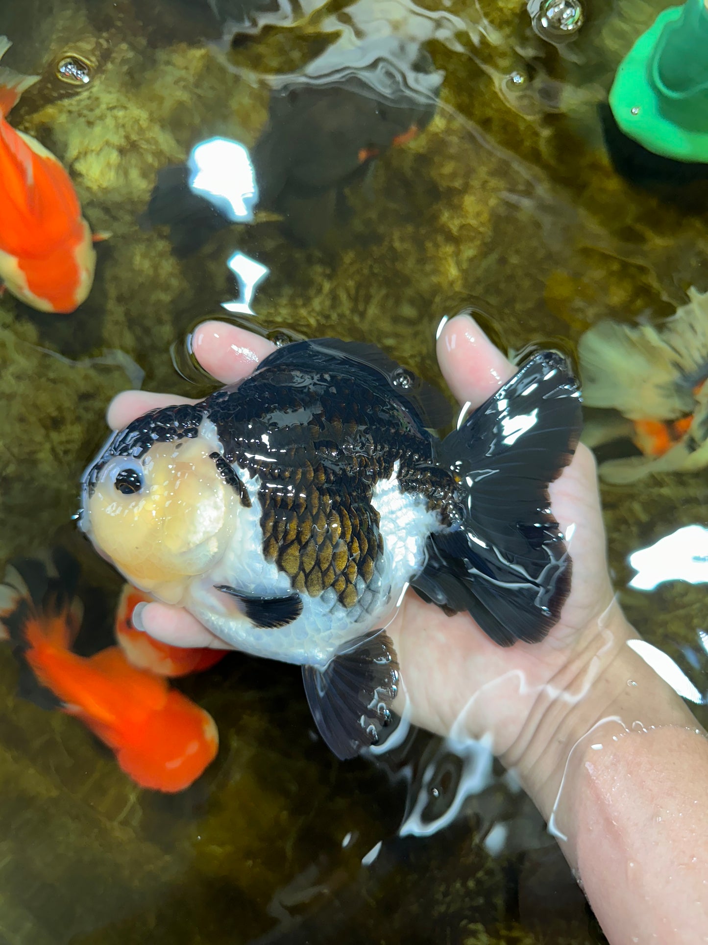 A Grade Panda Button Eyes Yuanbao 6 inches #080825YB_26