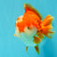 CHONKY AAA Grade Red White Yuanbao Male 5.5-6 inches #050126YB_17